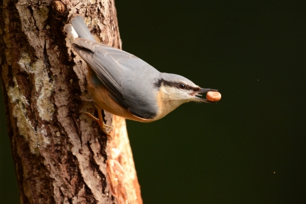 Nuthatch, Andrew Bradshaw 