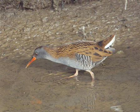 Water Rail