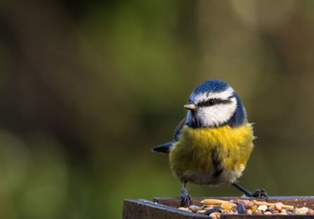 Blue tit, Sharon Dale via Flickr