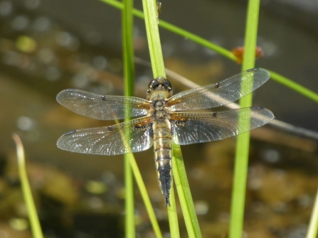 dragonfly by Jim Steele