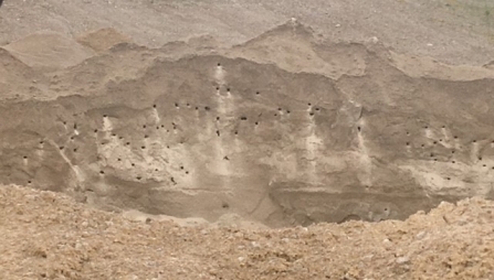 sand martin bank by Louise Marsden