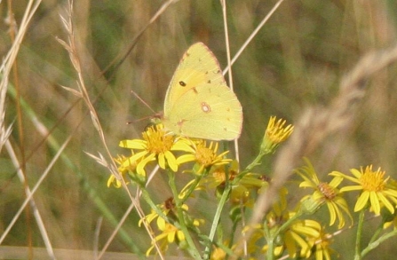 Clouded Yellow by Dave Sneap