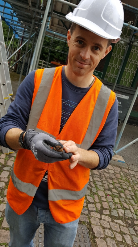 Rob from Middleton Ecology relocating a little female common pipistrelle