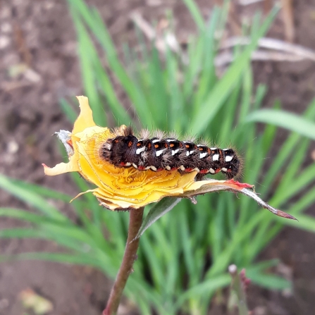 Knot moth caterpillar by Hilary Chatterton 