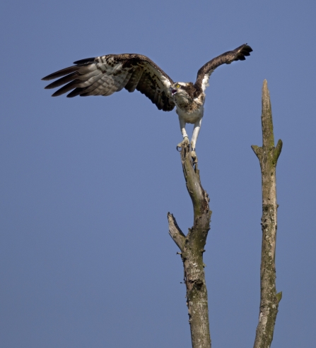 Osprey by Emyr Evans