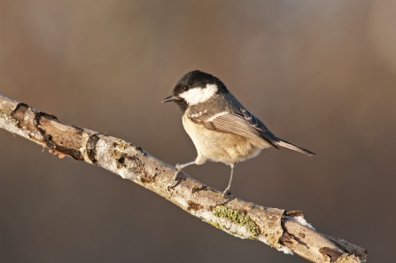 Coal tit by Dawn Monrose