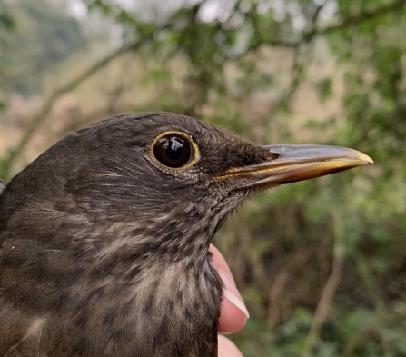 Blackbird by Eleanor Wilkins