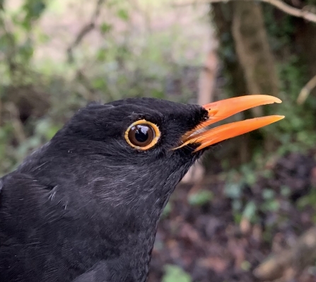 Blackbird by Eleanor Wilkins