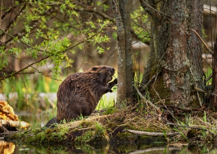 beaver