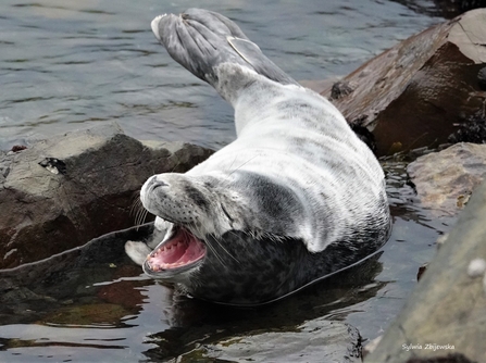 Grey seal