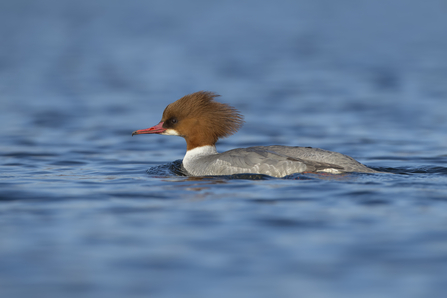 Goosander (Female)