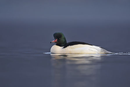 Goosander (Male)