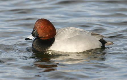 Pochard (Male)