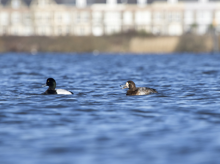 Scaup