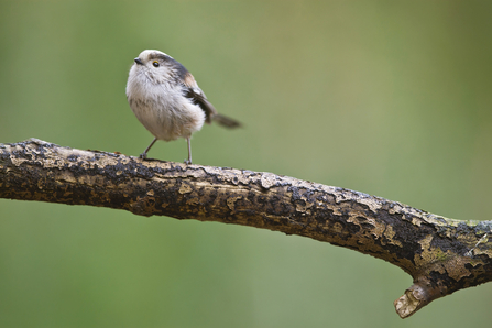 Long-tailed tit