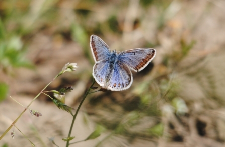 Common blue butterfly