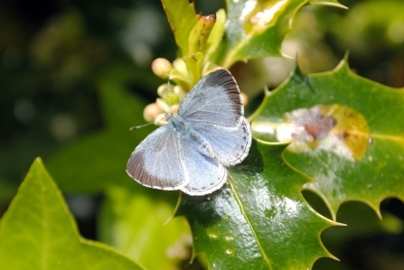 Holly blue butterfly