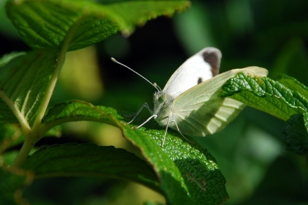 Large white butterfly