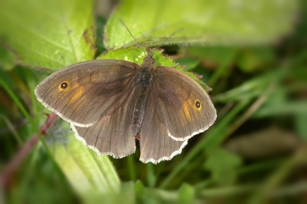 Meadow brown butterfly