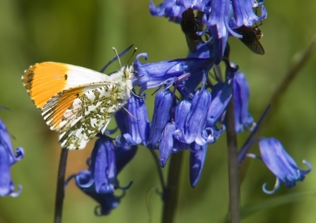 Orange-tip butterfly