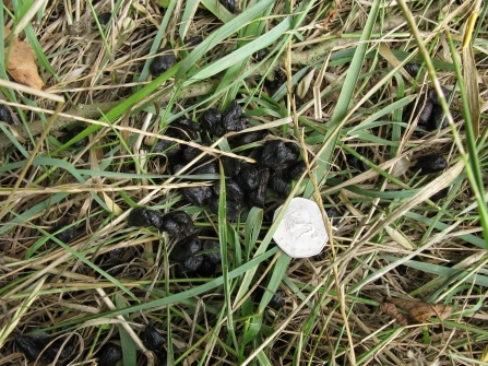 What animal poo is this? | Derbyshire Wildlife Trust