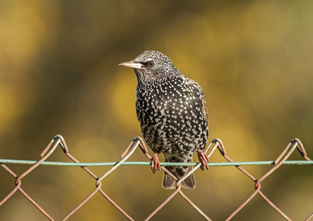 Starling