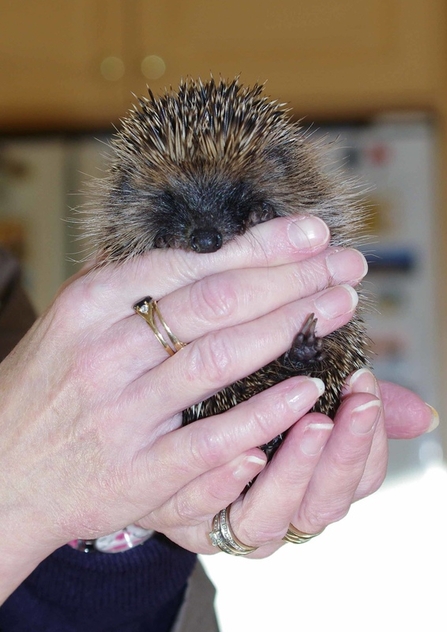 can you get sick from touching a hedgehog