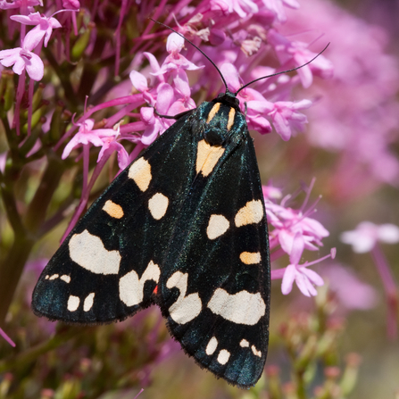 Scarlet tiger moth