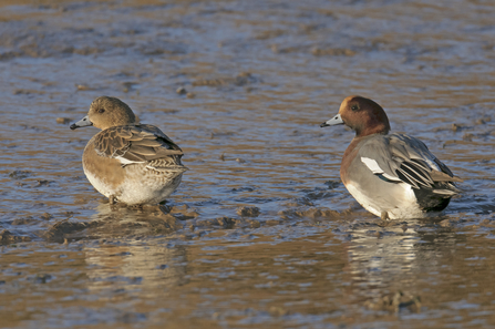 Wigeon