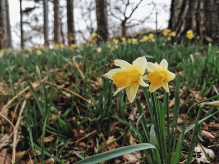 Wild daffodil