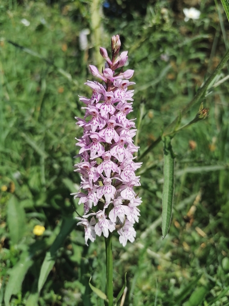 Common spotted orchid