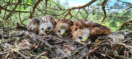 Raptor Chicks