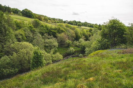 Wild Peak Project: Cavendish Golf Course | Derbyshire Wildlife Trust