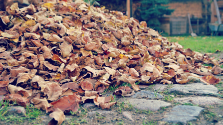 Pile of leaves