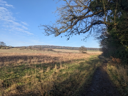 A view of the edge of the feild