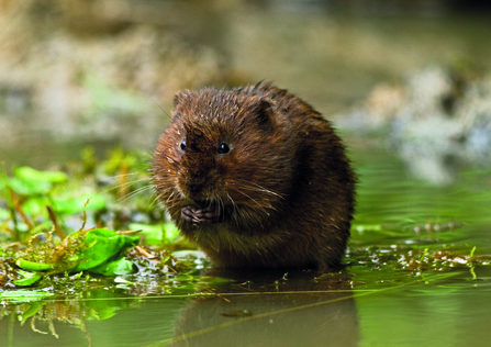 water vole