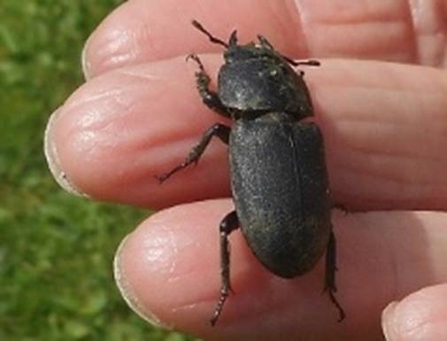 lesser stag beetle