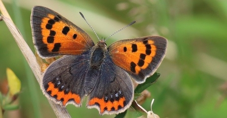 small copper