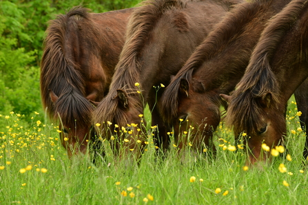 four brown ponies grazing in long grass