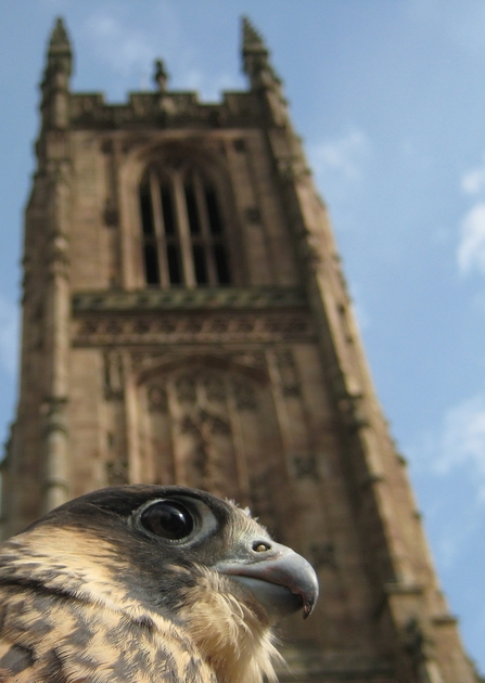 An image of a peregrine beneath Derby Cathedral