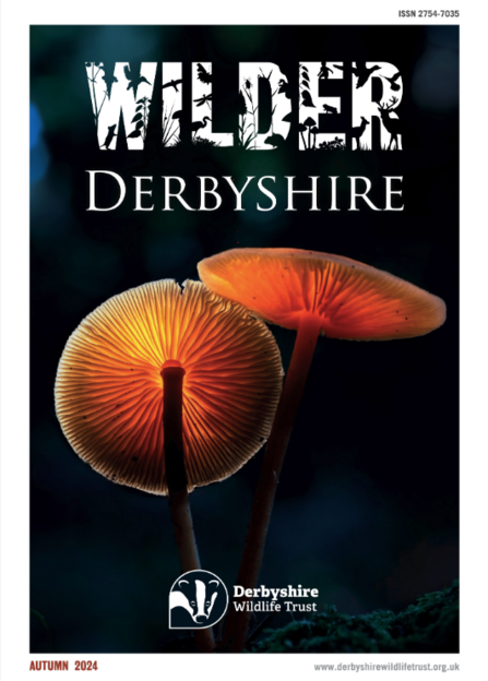 The front cover of the wilder derbyshire 2024 autumn edition with mushrooms against a dark background with light shining through