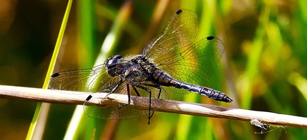 Black darter