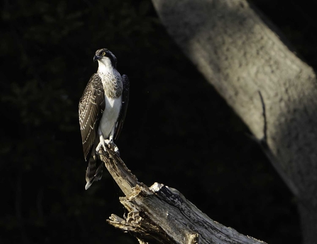 osprey