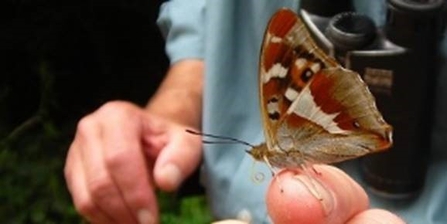 Purple emperor