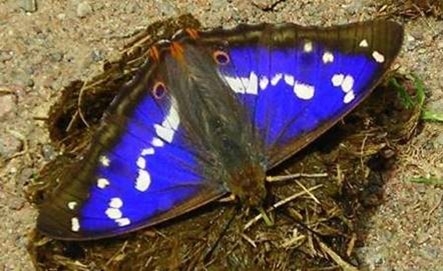 Purple emperor