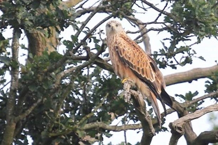 Red Kite