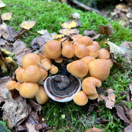 A photograph of a Turkey tail