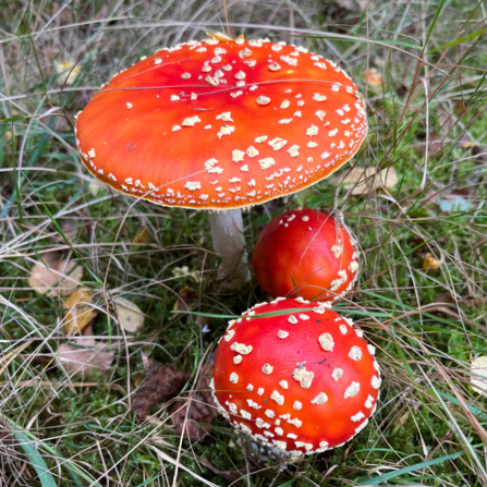 A photograph of three Fly Agaric Fungi