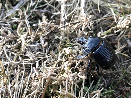 A photograph of a female minotaur beetle