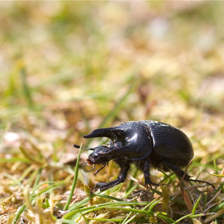 A minotaur beetle in grass